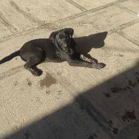 Labrador aw iti