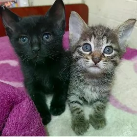 Домашние котята