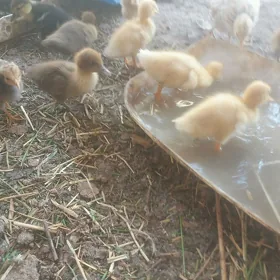 ÝAŞYL BAŞ. JÜJESI.