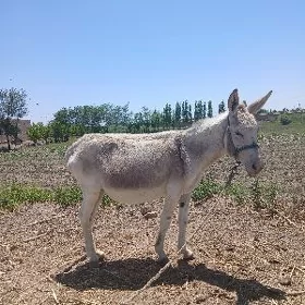Eşek