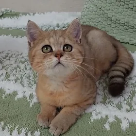 котг