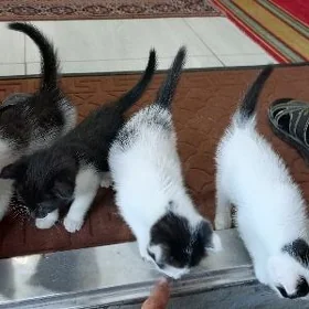 Котята
