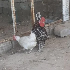 Karlik towuk we horaz