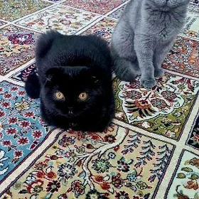 Pishik (шотландская вислоухая)
