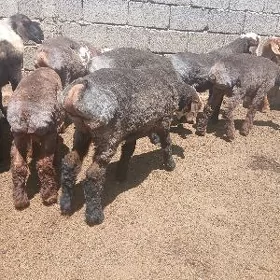 toklular