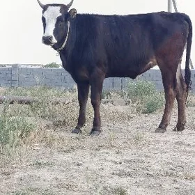 bogaz tuwe