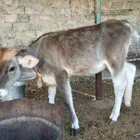 tuwe 5. aýlyk