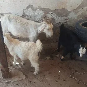 Ekiz owlakly geçi