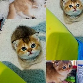котята
