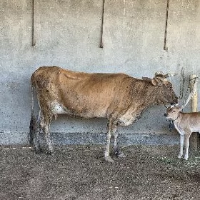 göleli