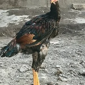 juyja