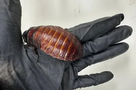 Awstraliýada bahasy 200 müň dollar bolan 100 müňden gowrak ekzotik saçakçy ele salyndy