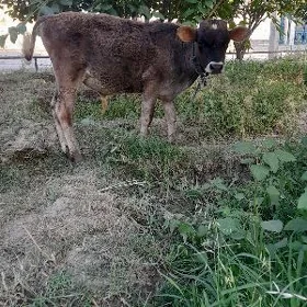 Öküzçe