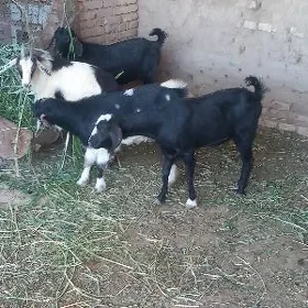 Bakylan ğeçiler Çebişler.