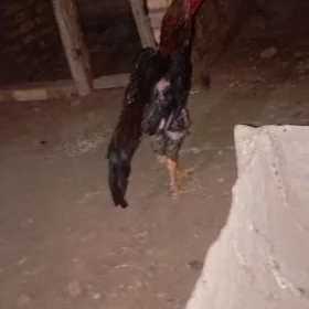 horoz