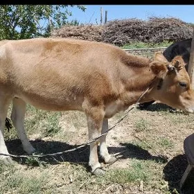 gulajynlargulajynlar