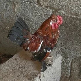karlik horaz