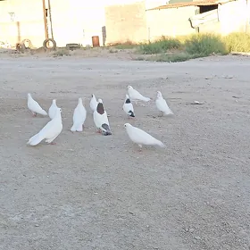 kepderi