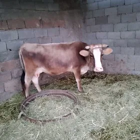 sygyr