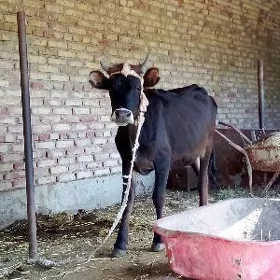 Tüwe 1 ýaş 2 aý Gibrit Tohum