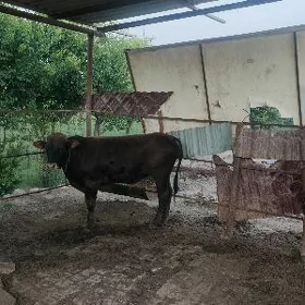 Ökuz