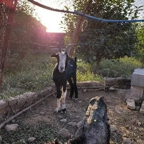 geçi