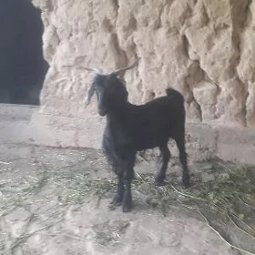 GEÇILER