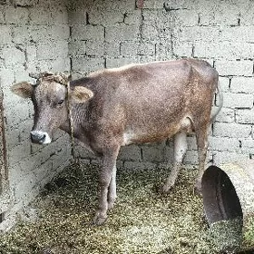 GoGöleli sygyr