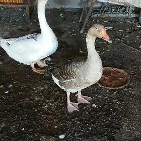 Gus