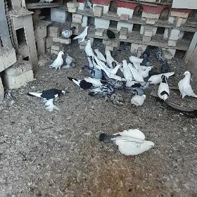 kepderi
