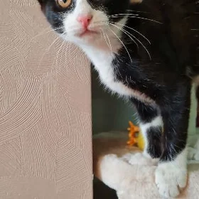 кошечка