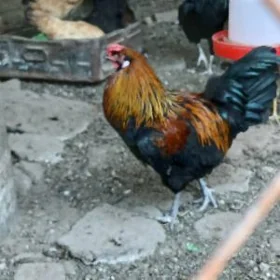 Gara Horaz 7 aýlyk