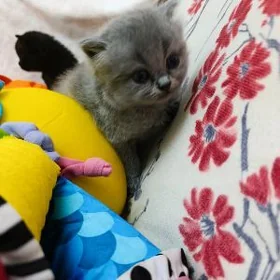 котята шотландцы