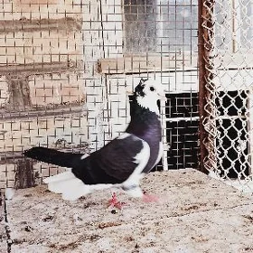 kepderi