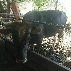 Őkuz
