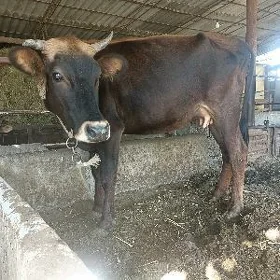 goleli sygyr