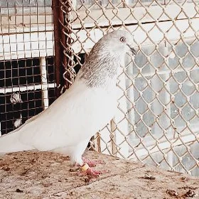 Kepderi