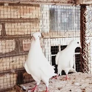 Kepderi