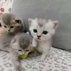 шотландский мальчик