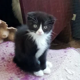Мальчик шотландский вислоухий