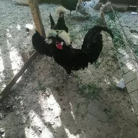Fizan yumurtga