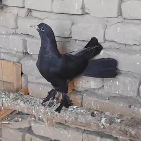 kepderi