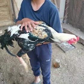 horoz