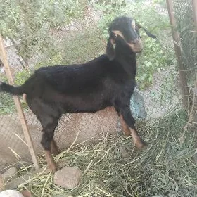 geci