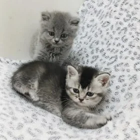 шотландские котята
