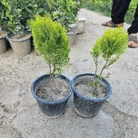 Tuya kompaktny
