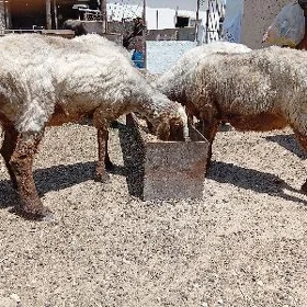 işşek
