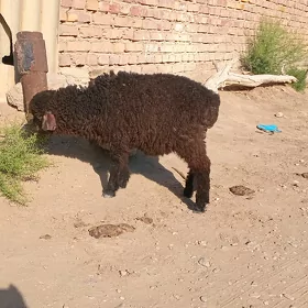 ekdi guzy