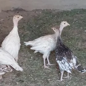 İnduk juje