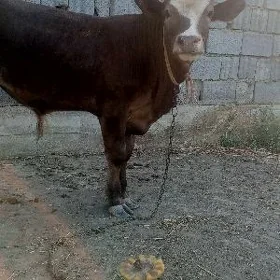 öküz